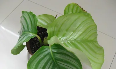 Cultivation methods and care points for green apples (techniques and tricks for growing high-quality green apples)