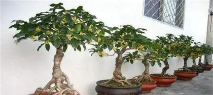 How to fertilize pot osmanthus, key points and techniques for all-season care