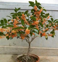 盆栽桂花怎么施肥,四季养护要点与技巧2