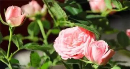 Why is the rose not blooming, analysis of the reasons why the rose does not bloom and care tips