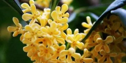 盆栽桂花怎么施肥,四季养护要点与技巧3