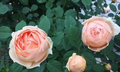 月季为什么不开花,月季不开花原因解析与养护攻略3