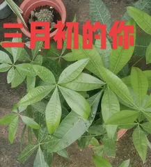 How to Revive a Withered Money Tree (Nurture Carefully to Restore Its Vitality)