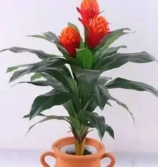 What kind of indoor plants don't need sunlight? A guide to choosing sunless indoor plants