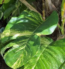 How to grow ferns, "The care and health benefits of ferns"