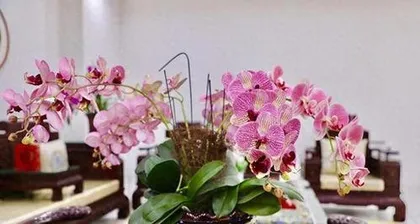 How to grow Phalaenopsis orchids, a practical guide from seed selection to care