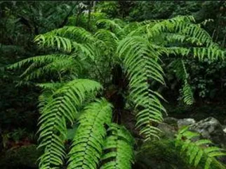 How to care for ferns, "The Art and Way of Fern Care" 2