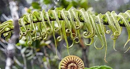 How to care for ferns, "The Art and Way of Fern Care" 3