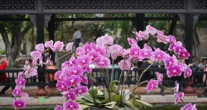 蝴蝶兰怎么种植,从选种到养护的实用指南2