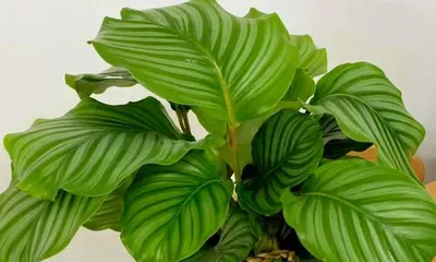 青苹果的养殖方法及养护要点(打造优质青苹果的技巧和诀窍)3