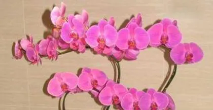 蝴蝶兰怎么种植,从选种到养护的实用指南3