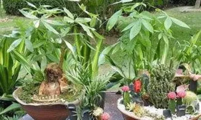 How to Apply Nitrogen Fertilizer to Money Trees to Help Them Grow Stronger