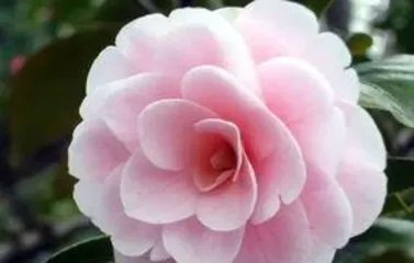 How to prune camellias, the secret to shaping beautiful flowers