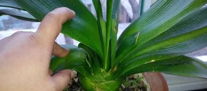 What to do if Clivia miniata bolts, cause analysis and practical tips