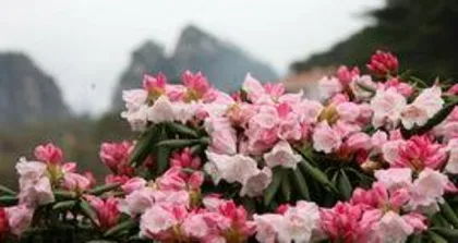 When do azaleas bloom? In the vibrant spring, with colorful flowers.