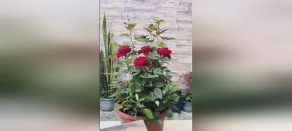 How to prune rose flowers after blooming to promote new bud germination and extend the flowering period