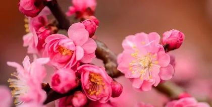 How to fertilize camellias? (Comprehensive guidance from fertilizer selection to fertilization techniques!)