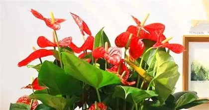 What to do if Anthuriums don't bloom? Unveiling the reasons and care tips