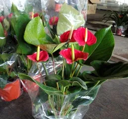 红掌不开花怎么办,红掌不开花?揭秘原因及养护攻略2