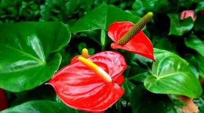 红掌不开花怎么办,红掌不开花?揭秘原因及养护攻略3