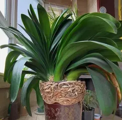 Caring for Clivia Miniata Outdoors (You Can Also Place Clivia Miniata Outdoors! Clivia Miniata Outdoor Care Guide)