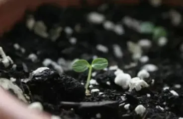 How to plant fruit seeds, planting and care tips for fruit seeds