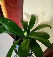 Outdoor Care Techniques for Clivia (Turns out Clivia can be kept outdoors! Outdoor Care Guide for Clivia) 2