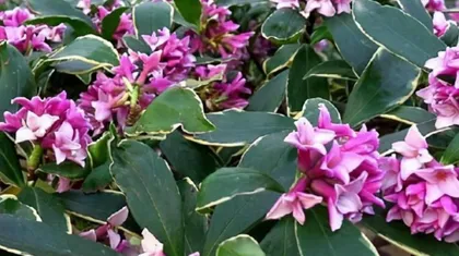 Cultivation Techniques and Precautions for Golden Edge Daphne (From Seed Selection to Maintenance: Understanding the Entire Process of Golden Edge Daphne)
