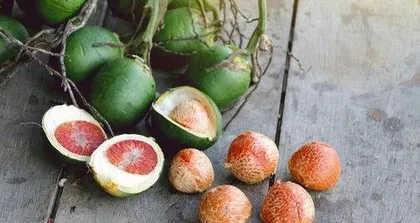 How to grow fruit seeds, planting and care techniques for fruit seeds 3