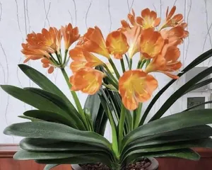 Outdoor Care Techniques for Clivia (Turns out Clivia can be kept outdoors! Outdoor Care Guide for Clivia) 3