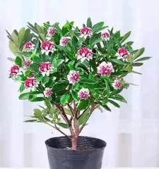 Cultivation Techniques and Precautions for Golden Pothos (From Selection to Care, Understanding the Whole Process of Golden Pothos) 2