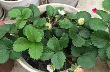 Cultivation Techniques and Precautions for Golden Pothos (From Selection to Care, Understanding the Whole Process of Golden Pothos) 3