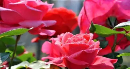 What kind of soil do roses like? Rose planting soil selection and optimization guide