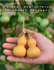 Gourds can also be grown in pots (from selecting pots and soil to maintenance, learn how to grow gourds in pots)