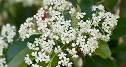 What are the effects of rhododendron flowers, analysis of the magical effects and multiple uses of rhododendron flowers