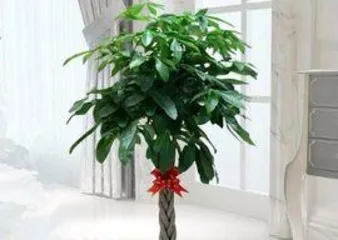 how to care for a Money Tree, a comprehensive care guide 2