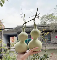 Gourds can also be grown in pots (From selecting pots and soil to maintenance, learn how to grow gourds in pots) 2