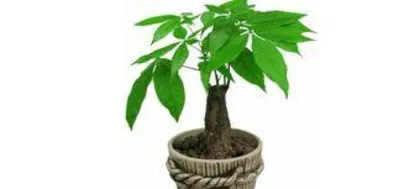 how to care for a Money Tree, a comprehensive care guide 3