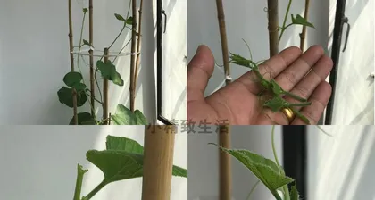 Gourds can also be grown in pots (From selecting pots and soil to maintenance, learn how to grow gourds in pots) 3