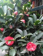 When do camellias bloom? Exploring the mysteries of camellia blooming seasons
