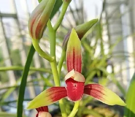 The Secret to Creating a Beautiful Garden – Cymbidium Care Guide (How to Make Your Cymbidium Bloom More and More Beautifully?)