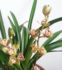 打造美丽花园的秘诀——建兰养护指南(如何让你的建兰开出更多、更美的花朵?)3