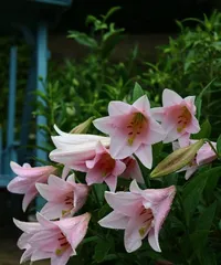Lily Care Ultimate Guide (From Soil to Fertilizing, Creating Healthy and Beautiful Lilies)