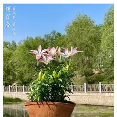 百合花养护全攻略(从土壤到施肥,打造健康美丽的百合花)2