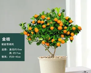 How to properly care for orange trees? (Orangutan cultivation techniques and precautions)