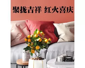 How to Properly Care for an Orange Tree? (Cultivation Techniques and Precautions for Orange Trees) 2