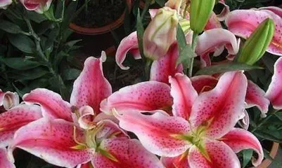 百合花养护全攻略(从土壤到施肥,打造健康美丽的百合花)3