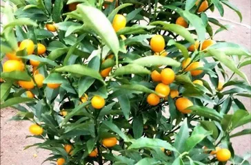 How to Properly Care for an Orange Tree? (Cultivation Techniques and Precautions for Orange Trees) 3