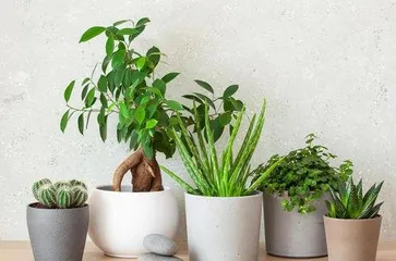 What plants are easy to care for and suitable for indoor placement, recommendations for low-maintenance, hardy plants, creating a fresh home environment