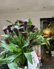 The toxicity of the desert lotus and its indoor cultivation methods (Understanding the toxicity of the desert lotus to make its indoor pot cultivation safer)